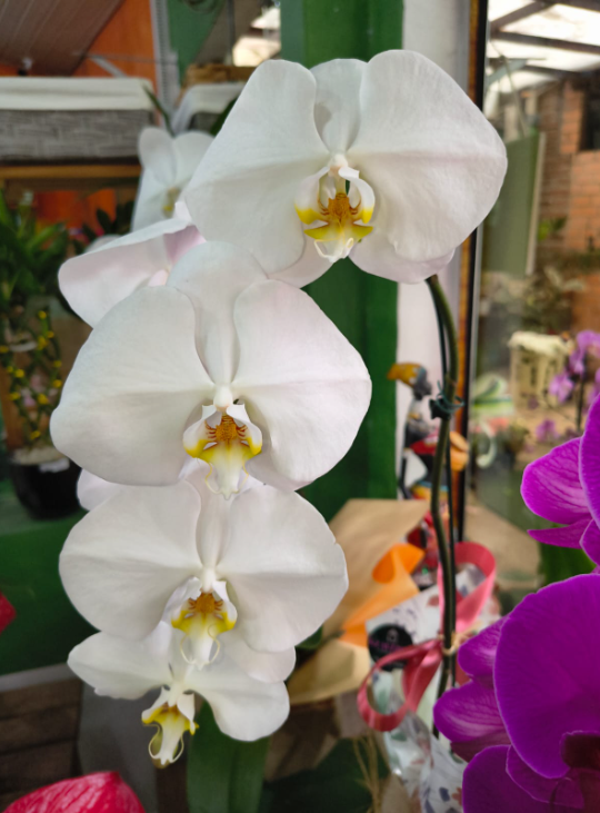 Orquídea G