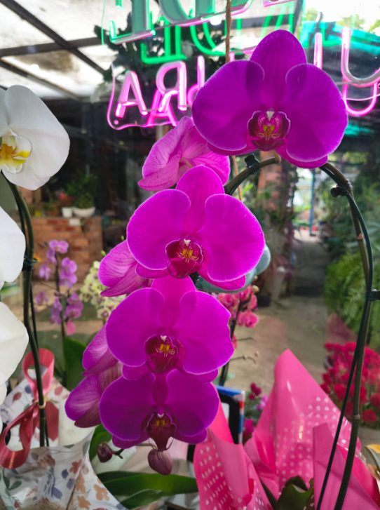 Orquídea G view 2