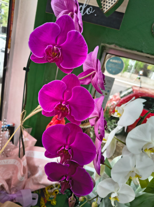 Orquídea G view 3
