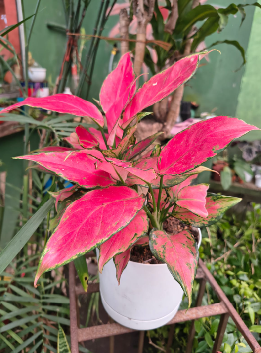 Aglaonema Pink Princess