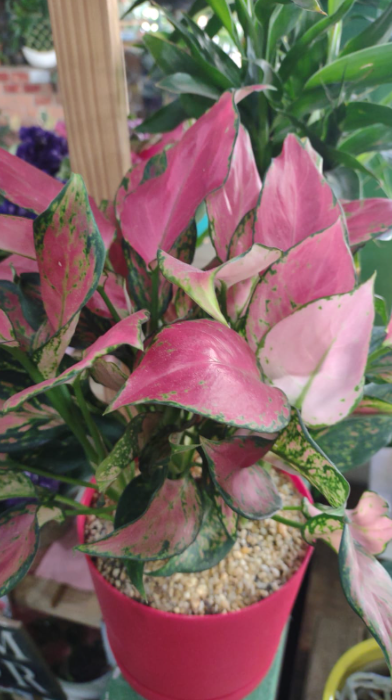 Aglaonema Pink Princess view 2
